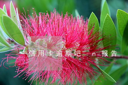 信用卡逾期吧 n报告 信用卡逾期吧 n报告